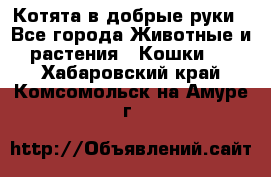 Котята в добрые руки - Все города Животные и растения » Кошки   . Хабаровский край,Комсомольск-на-Амуре г.